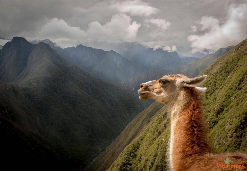 Llama enjoys a view