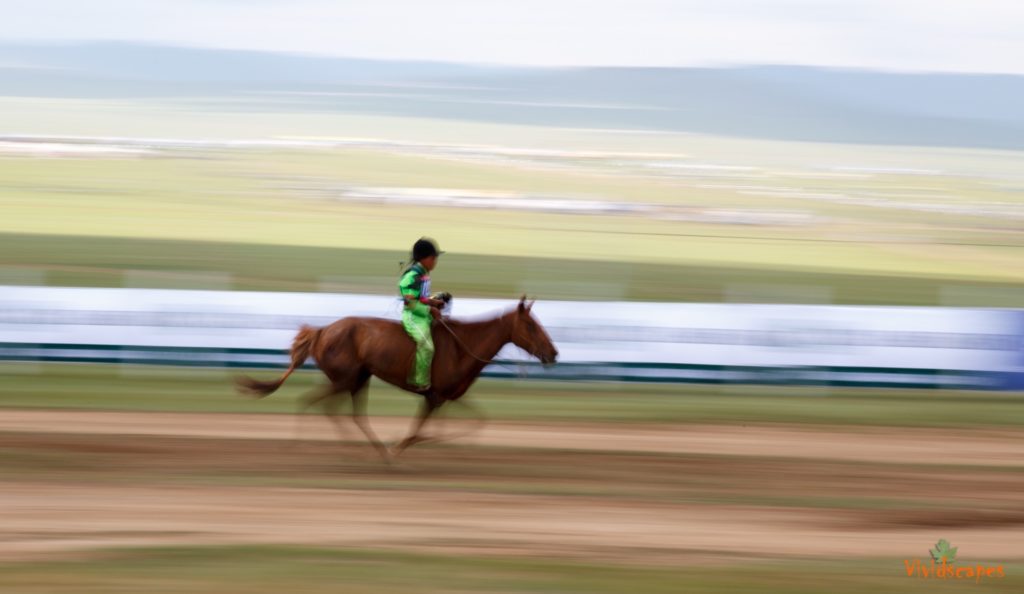 Nadaam festival horse race