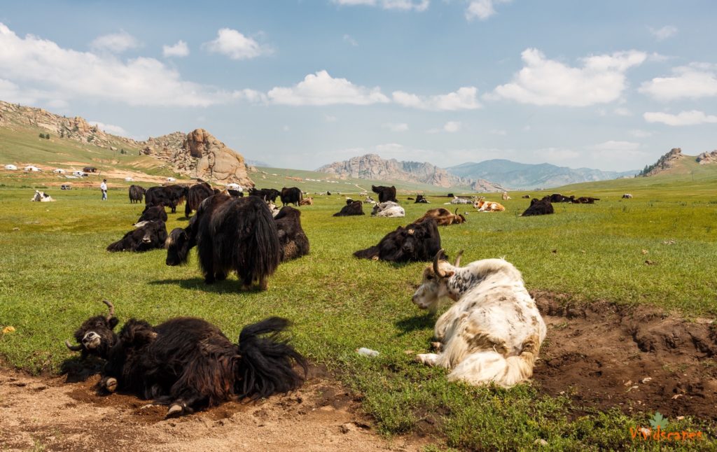 Mongolian country side