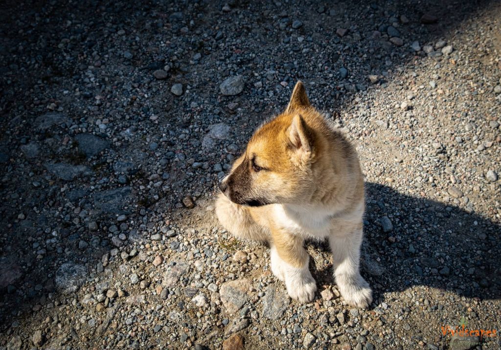 Sled dog puppy