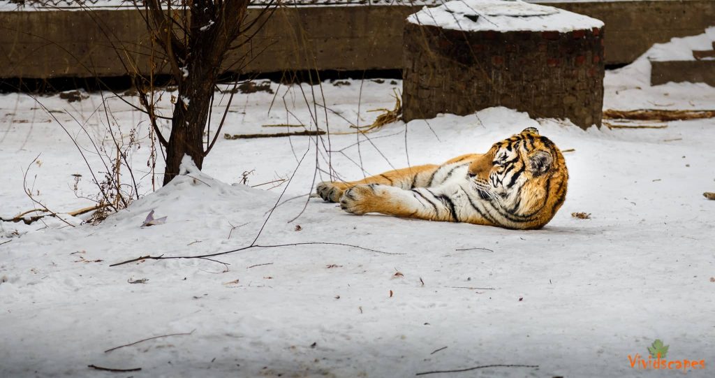 Siberian Tiger Reserve