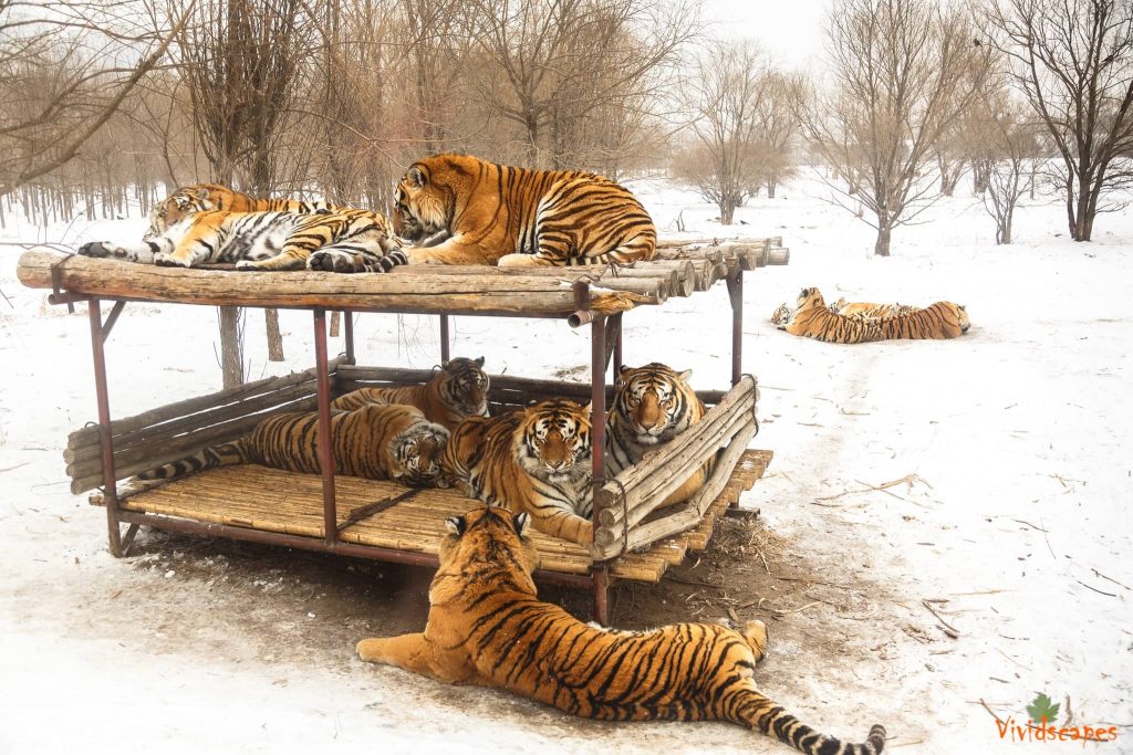 Siberian Tiger Reserve