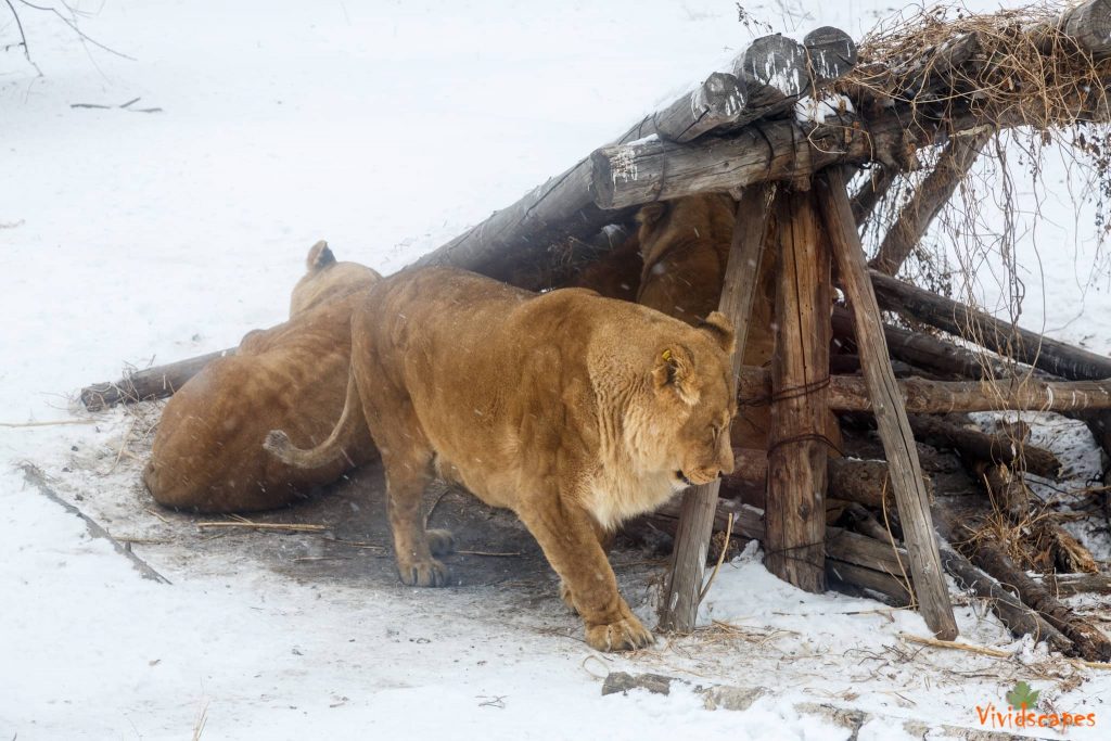 Siberian Tiger Reserve