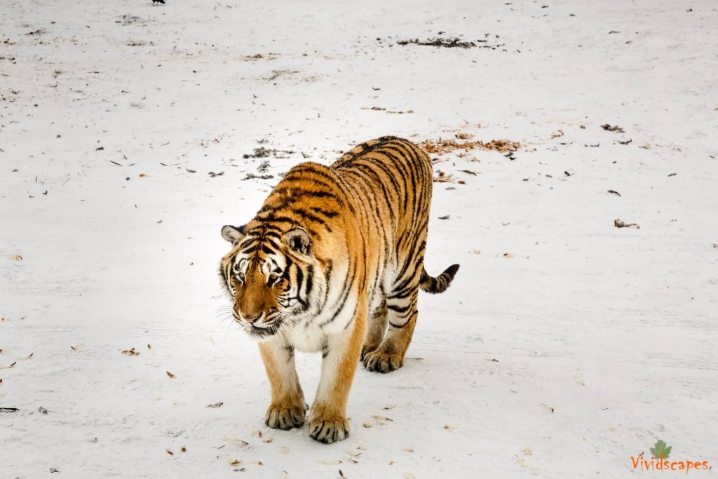 Siberian Tiger Reserve