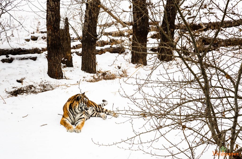 Siberian Tiger Reserve