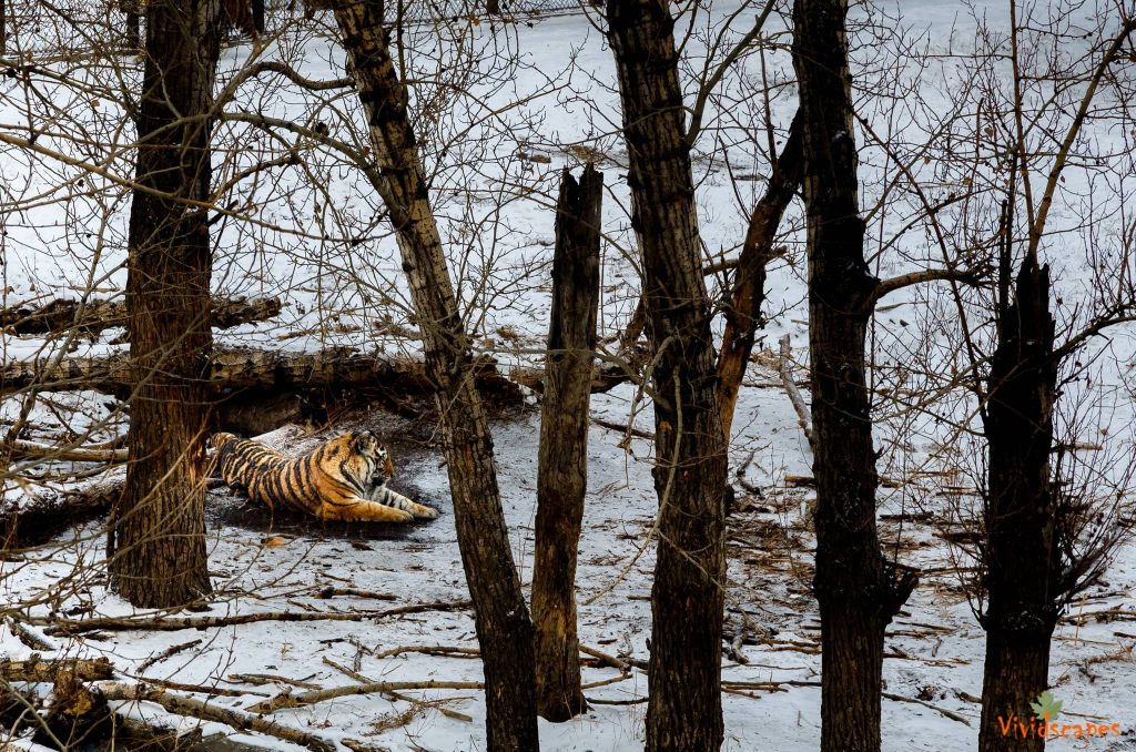 Siberian Tiger Reserve