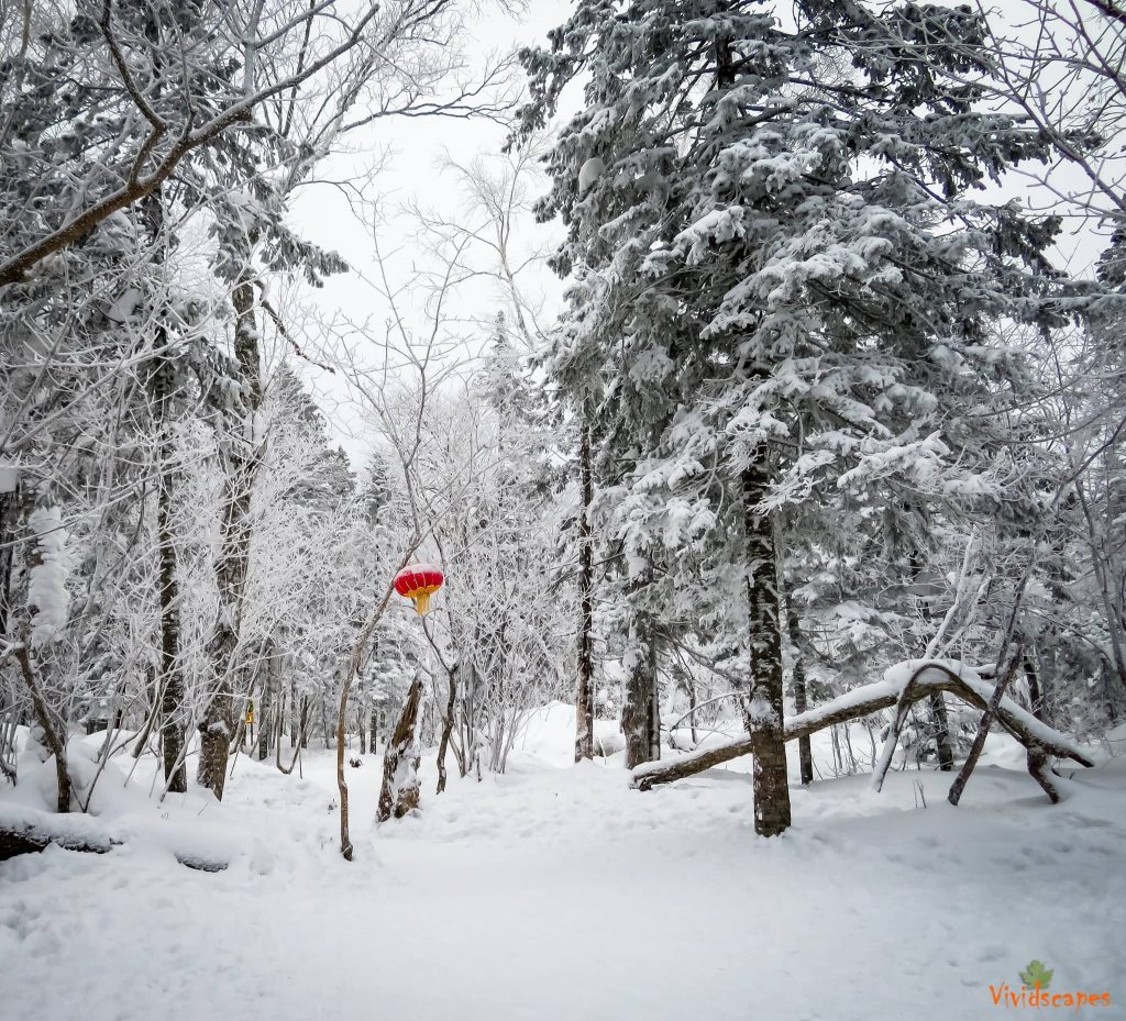 Dongsheng Forest Farm