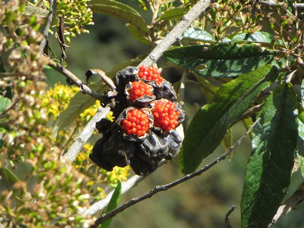 Wild berries on the trail