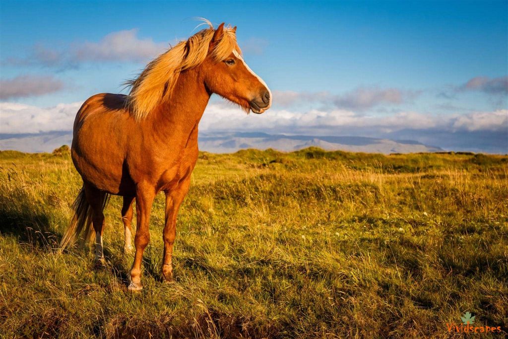 Icelandic Horse