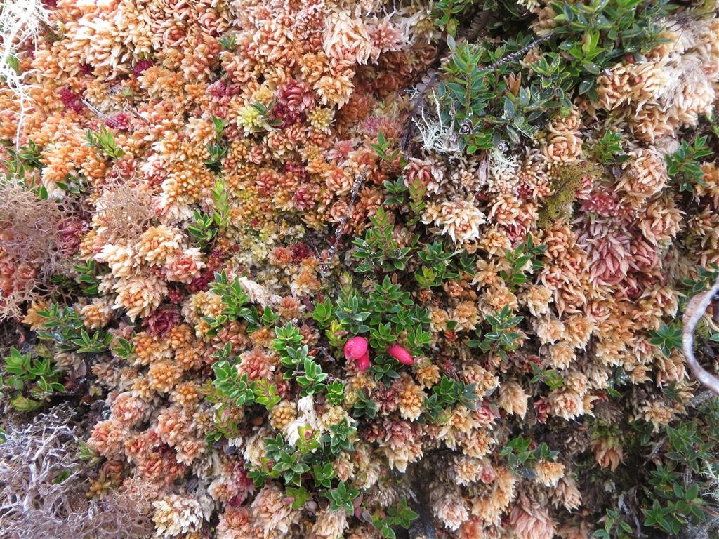 Colourful moss, lichens and flora are abundant on the rocky sides