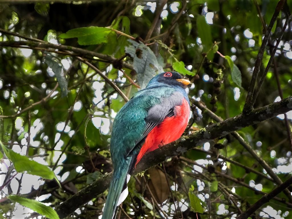 Scarlet-bellied mountain tanager (Anisognathus igniventris)