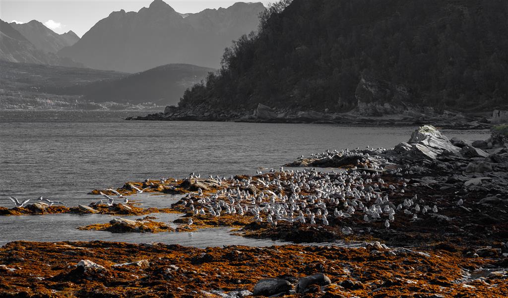 Nesting seagulls near Solli