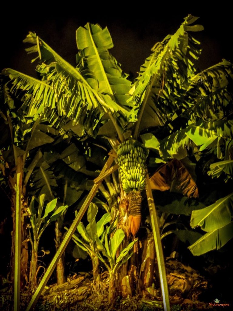 Banana trees in full bloom in Madeira city