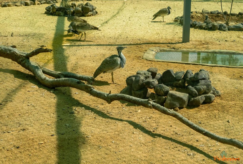 Shaumari wetlands reserve