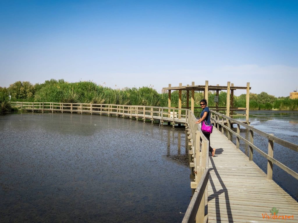 Azraq wetlands reserve