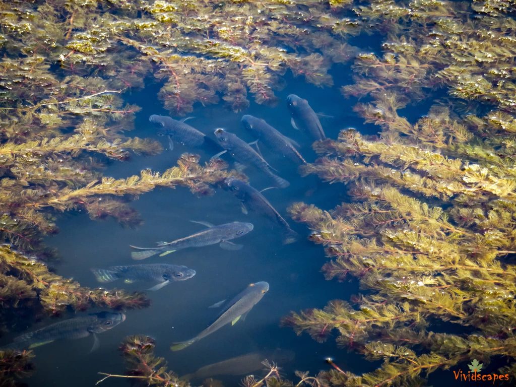 Azraq wetlands reserve