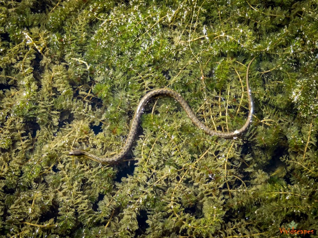 Azraq wetlands reserve