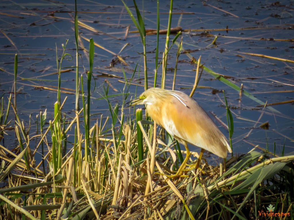 Azraq wetlands reserve