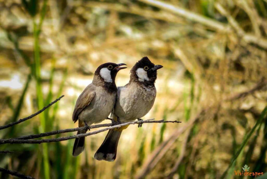 Azraq wetlands reserve