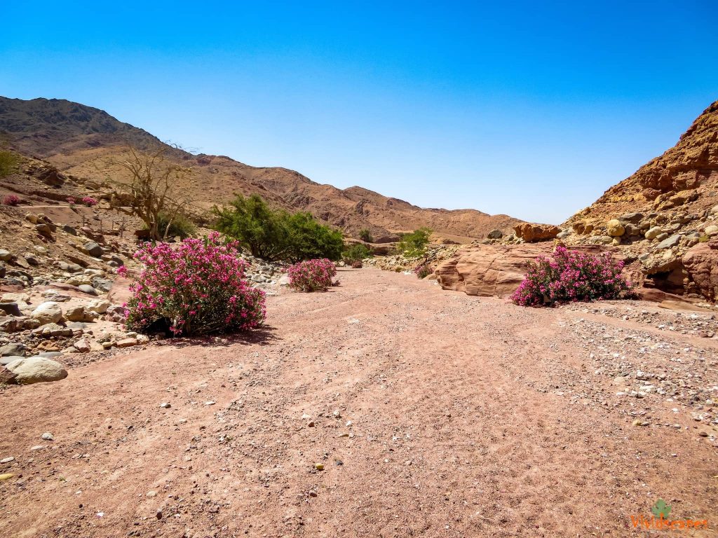 Feynan Eco Lodge