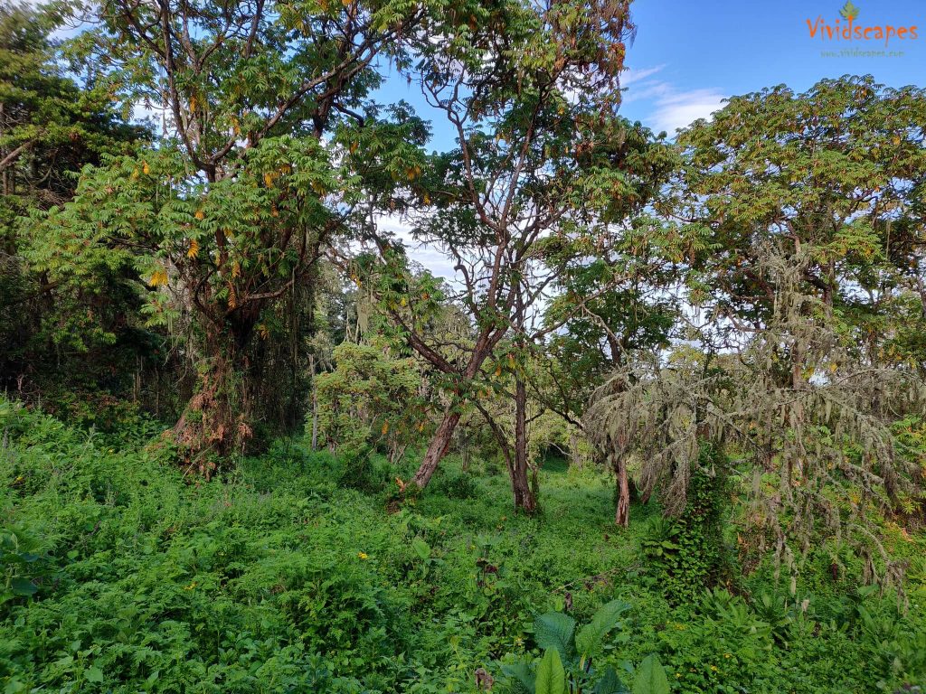 Spectacular vistas enroute Mti Mkubwa to Shira 1 Camp