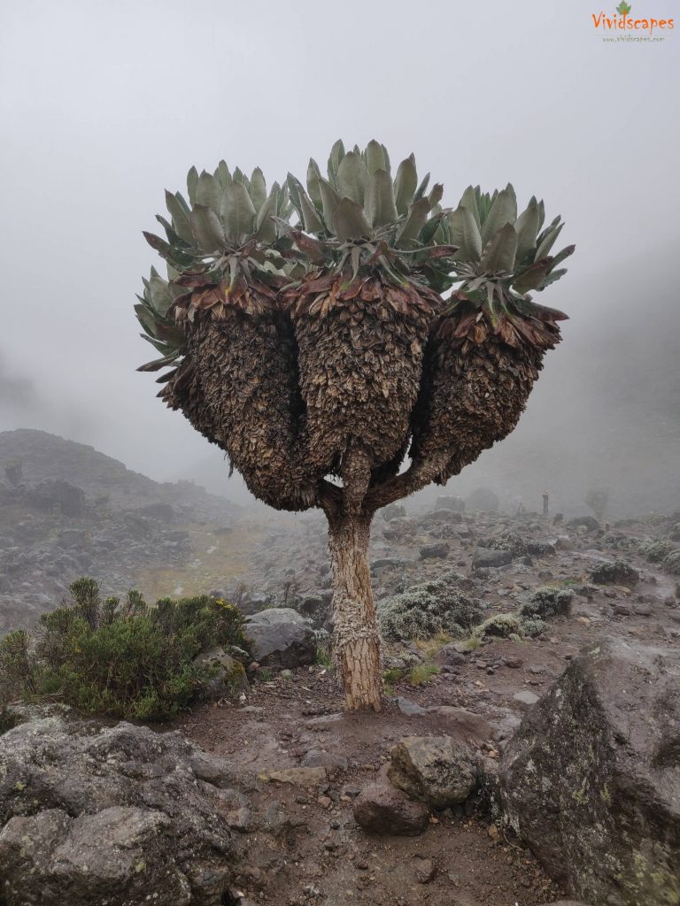 Moir Hut to Lava Tower to Barranco Camp