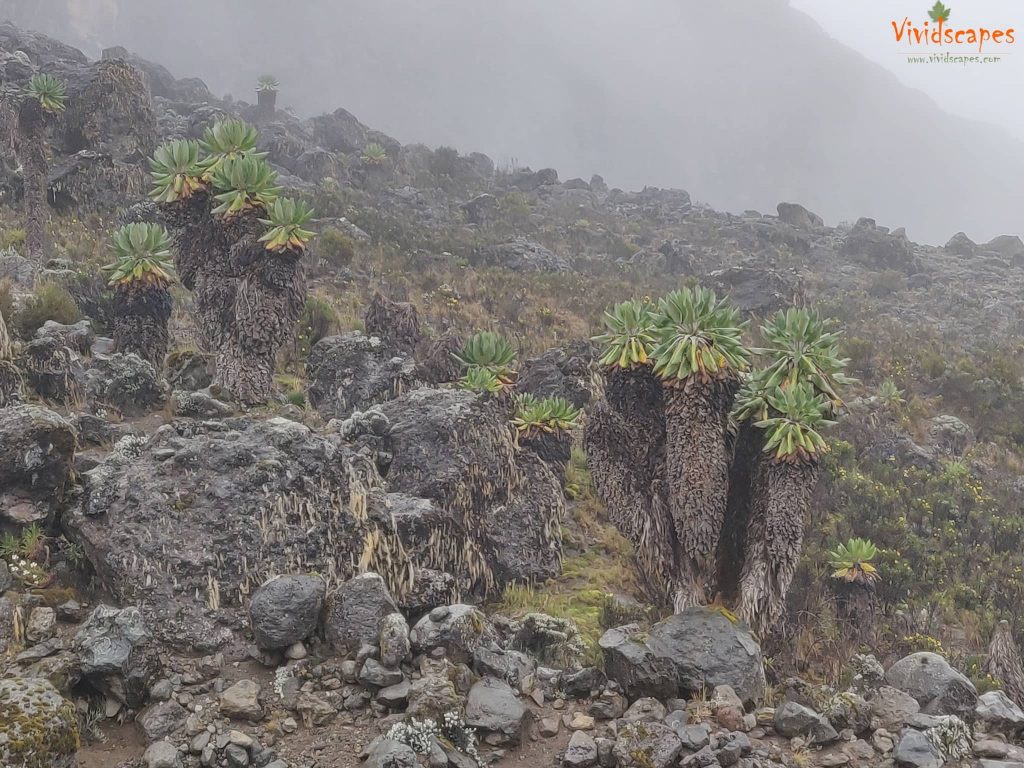 Moir Hut to Lava Tower to Barranco Camp