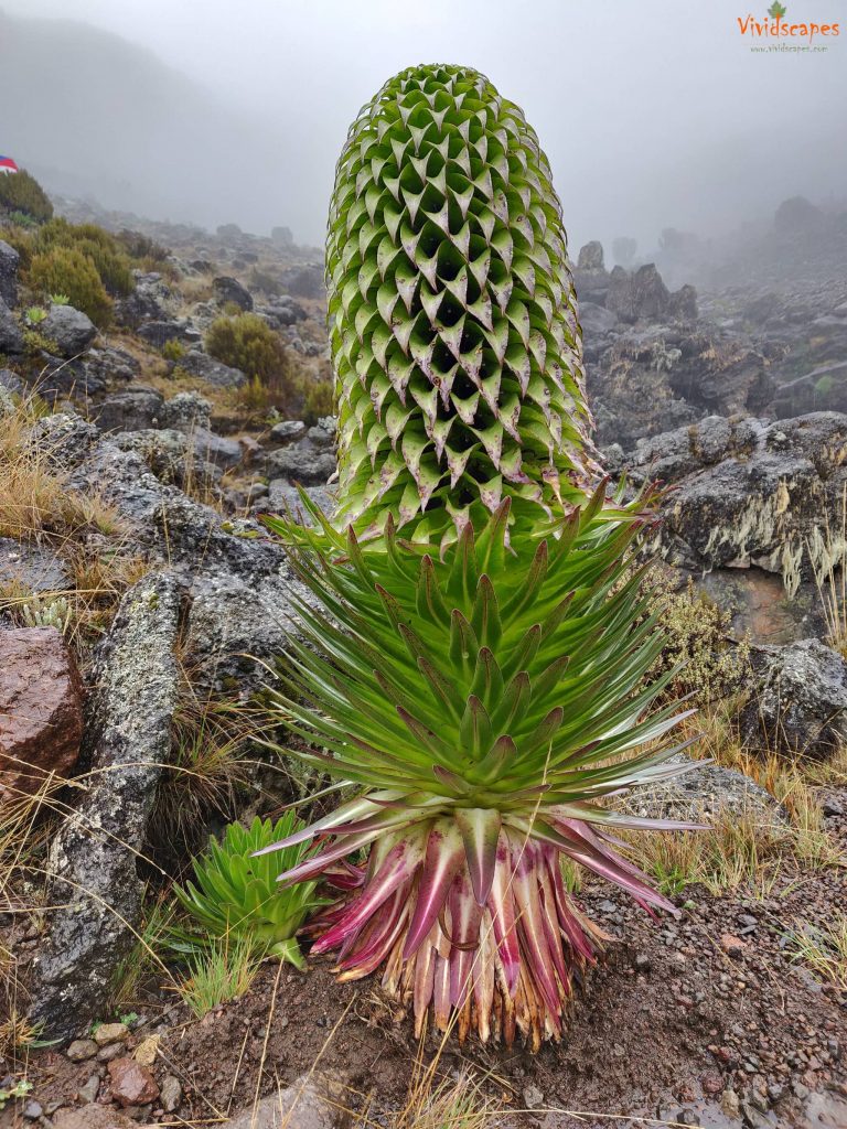 Moir Hut to Lava Tower to Barranco Camp