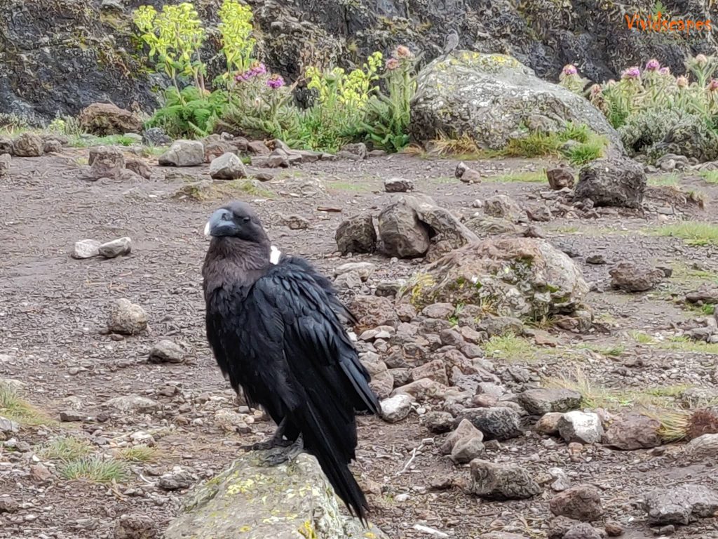 Raven at Baranco camp