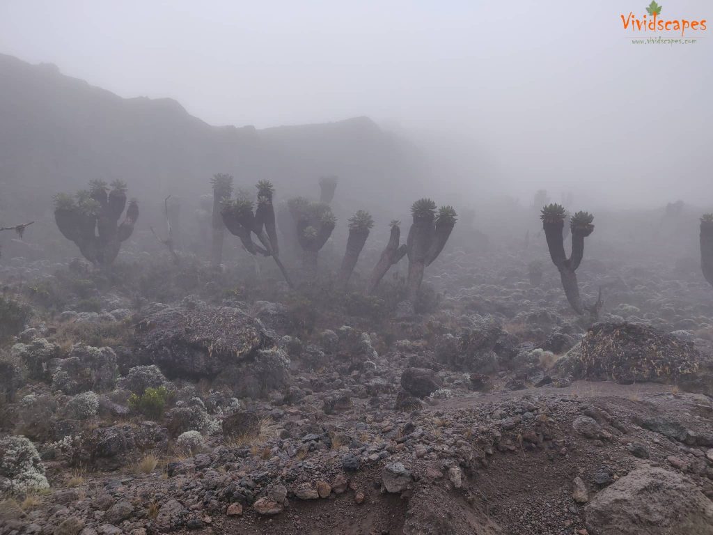 Barranco Camp to Karanga Camp