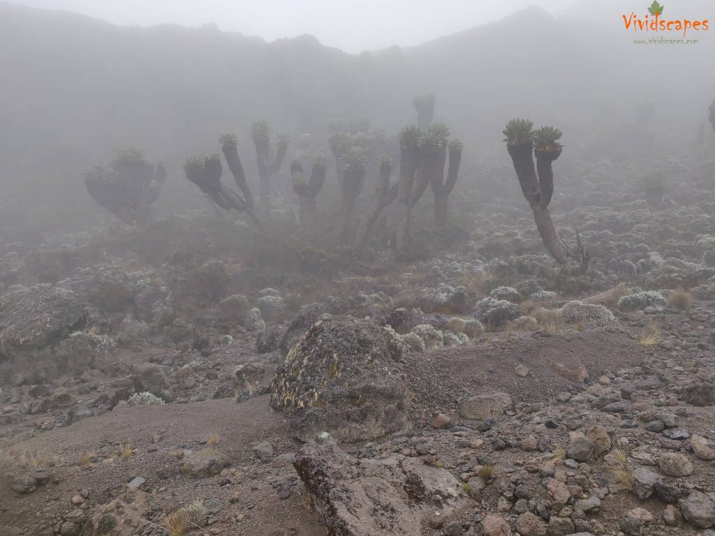 Barranco Camp to Karanga Camp