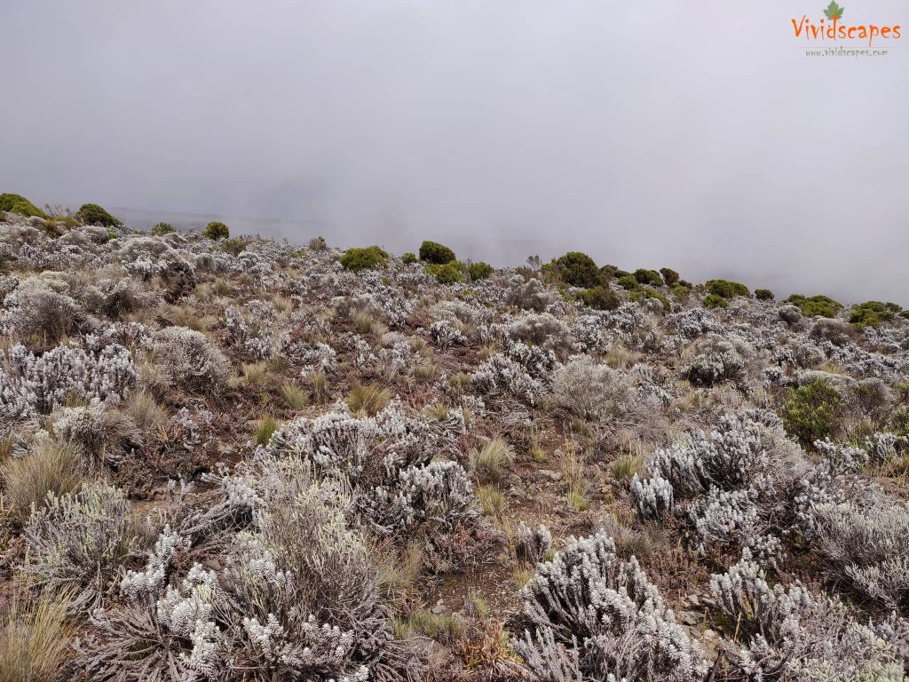 Uhuru Peak to Mweka Camp