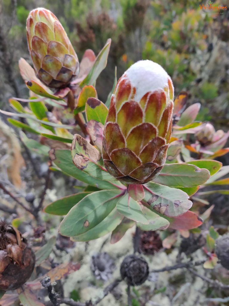 Uhuru Peak to Mweka Camp