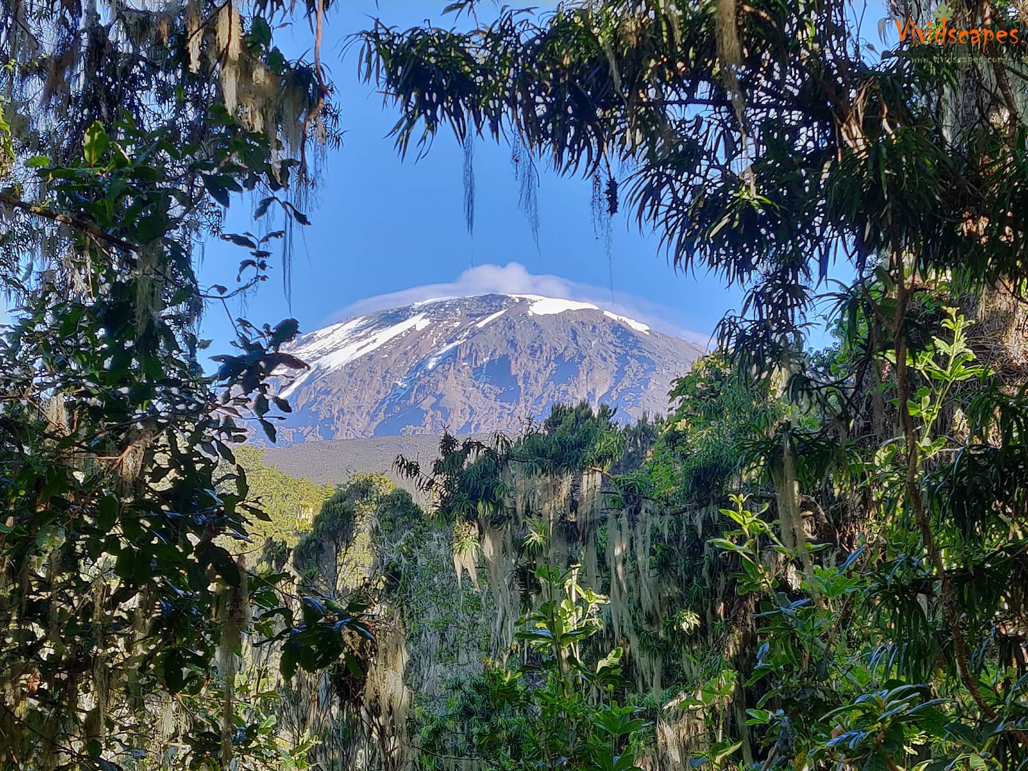 View of Kilimanjaro from the mweka trail