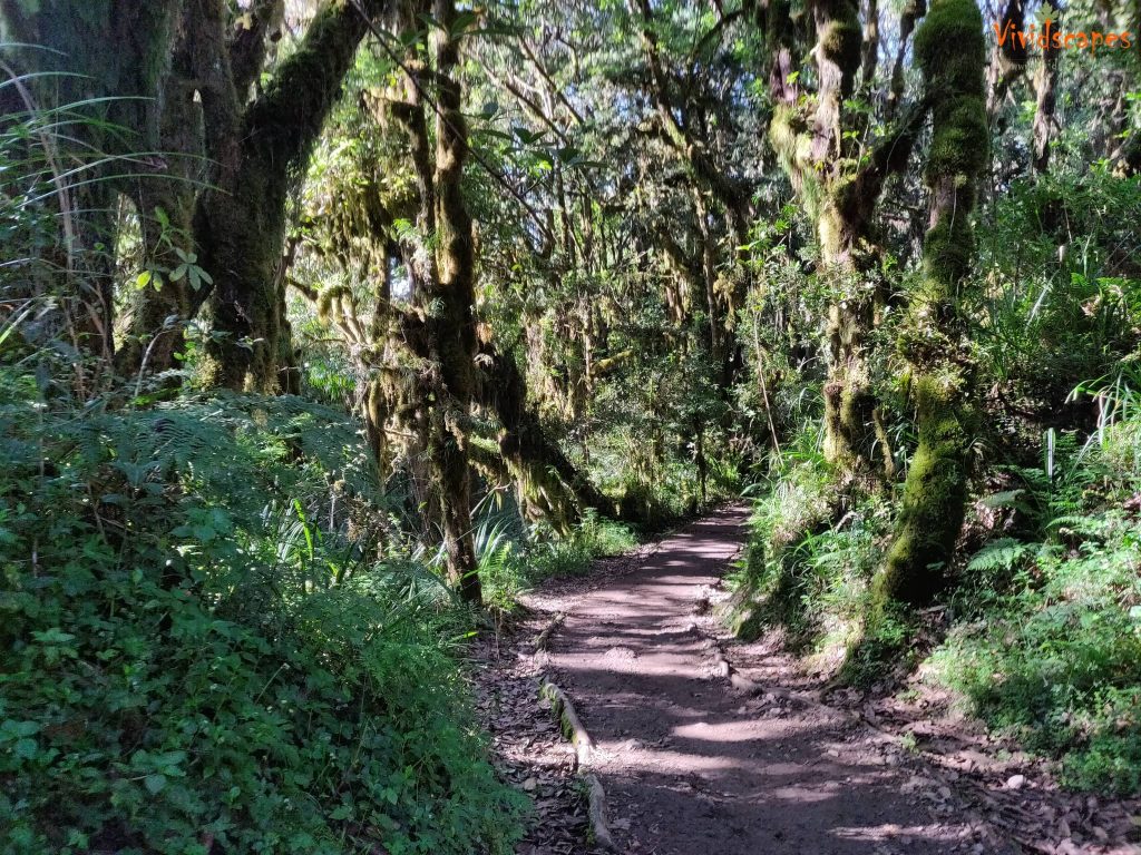 Mweka Camp to Mweka Gate