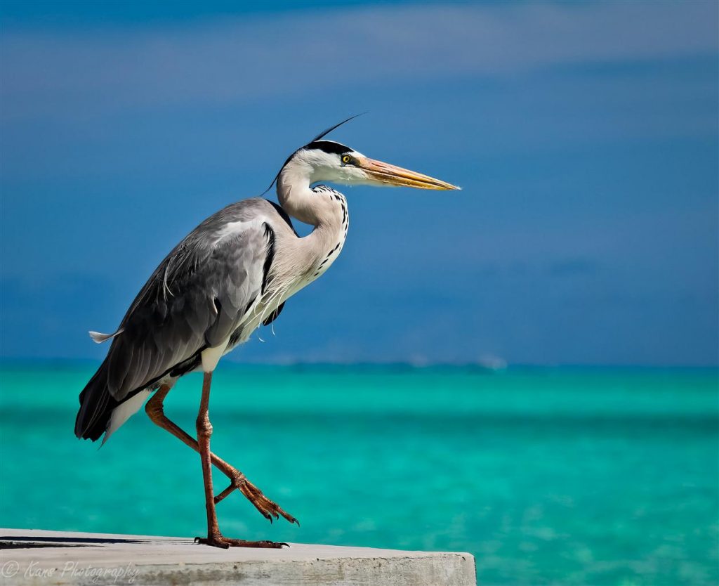 Grey Heron