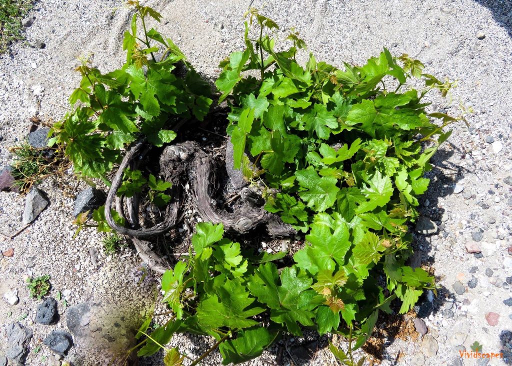 Grape vine in Santorini farm