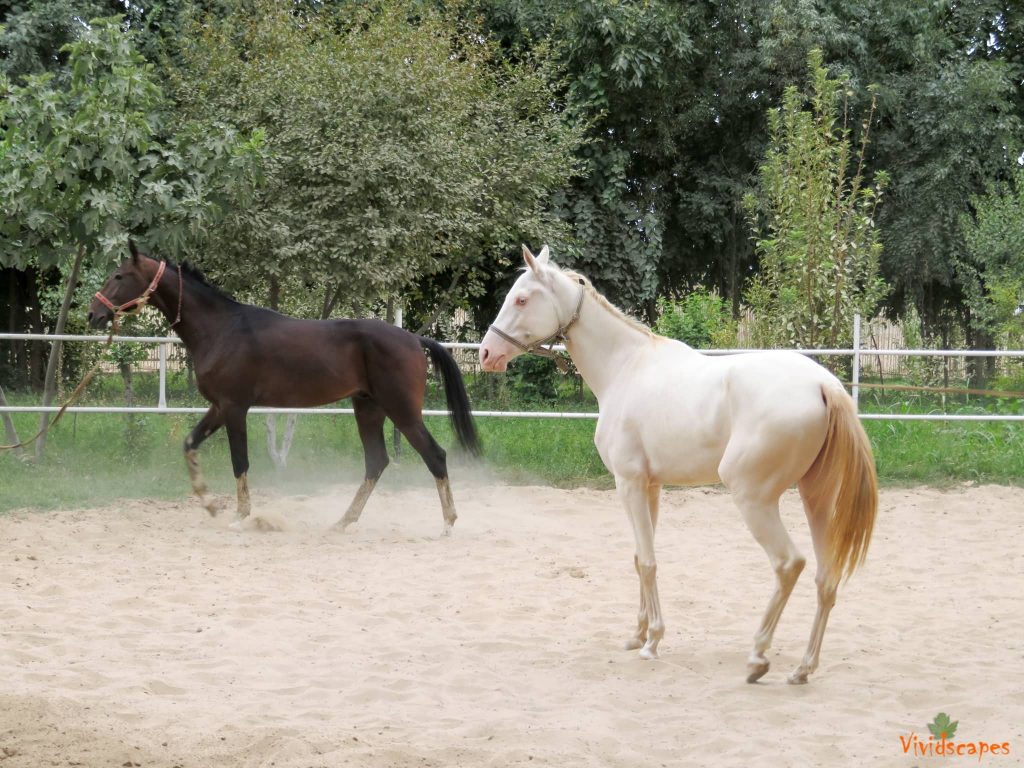 A show of Akaltiki horses