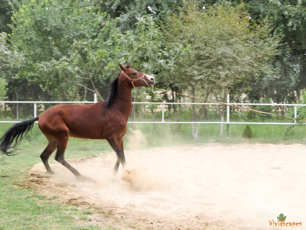 A show of Akaltiki horses