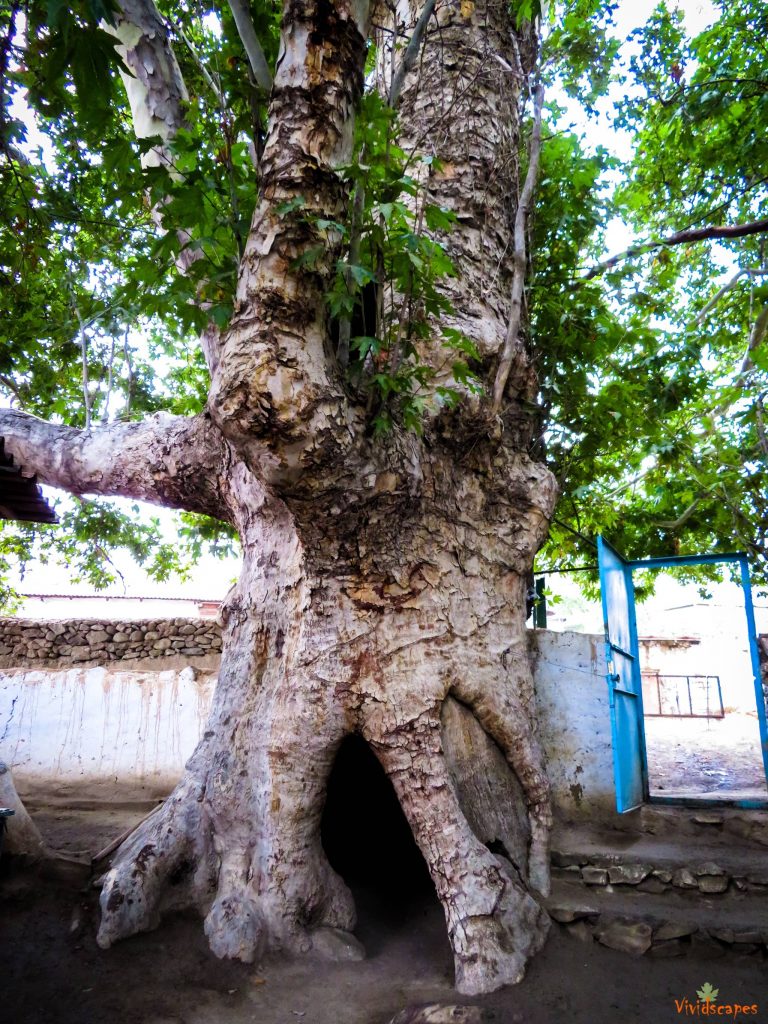 2000 year old Sycamore tree