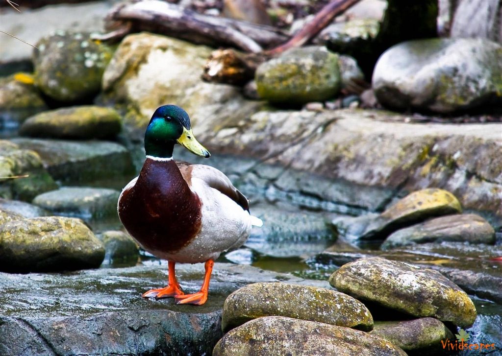 Colourful Mallard Duck