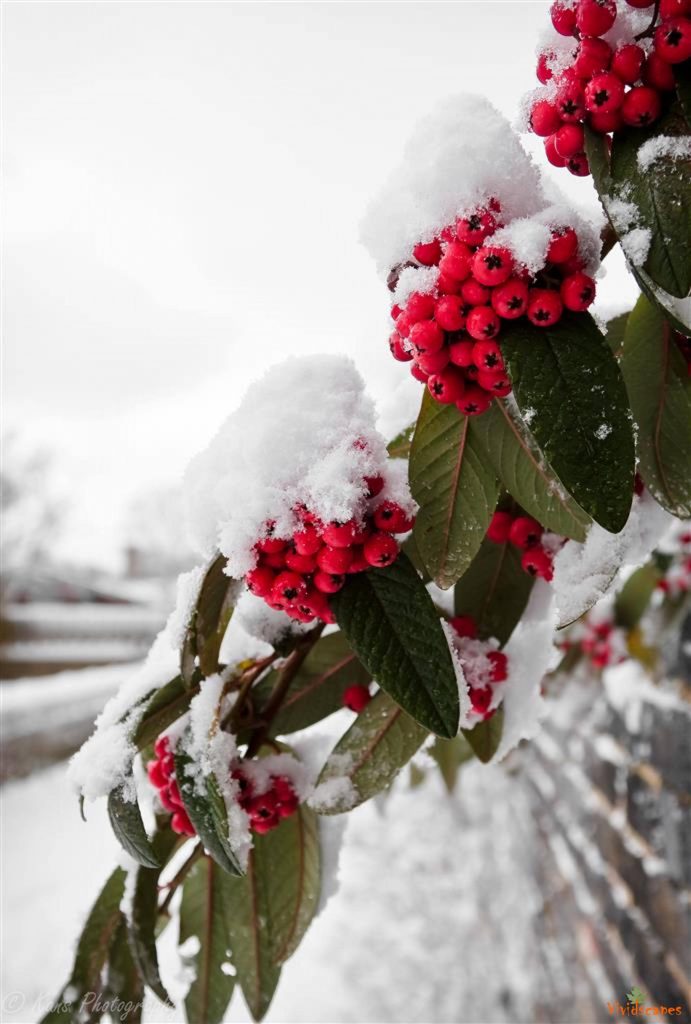 Ice cherries anyone