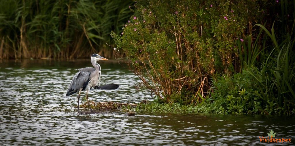 Grey Heron