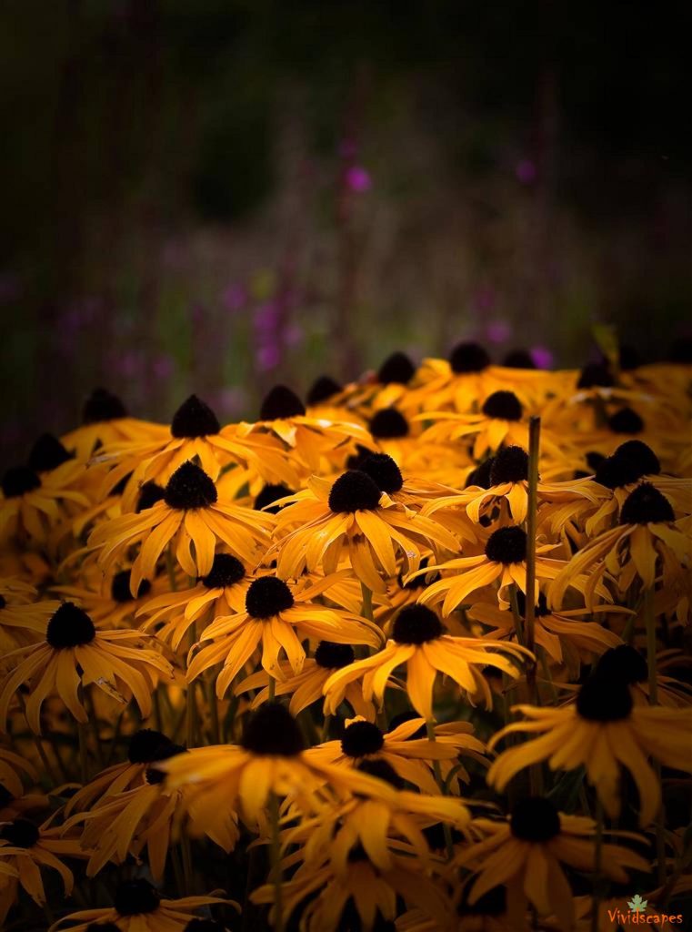 Sea of Yellow