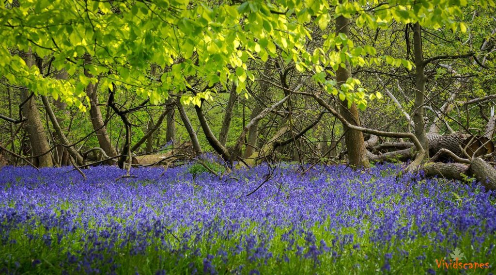 Blue bells